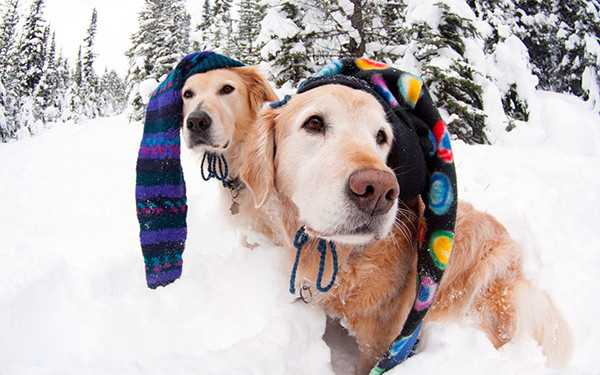 Köpeğiniz İçin 15 Kış Bakımı Önerisi
